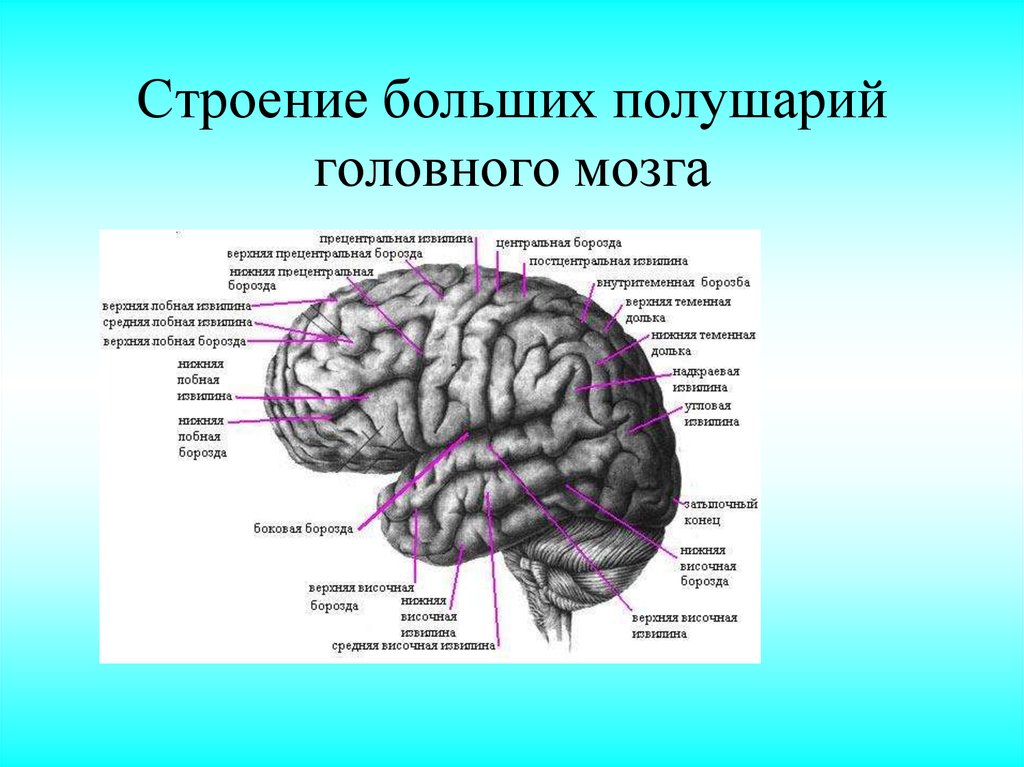 Каковы строение больших полушарий головного мозга. Большие полушария головного мозга структура и функции. Большие полушария строение и функции. Большие полушария головного мозга строение коры.