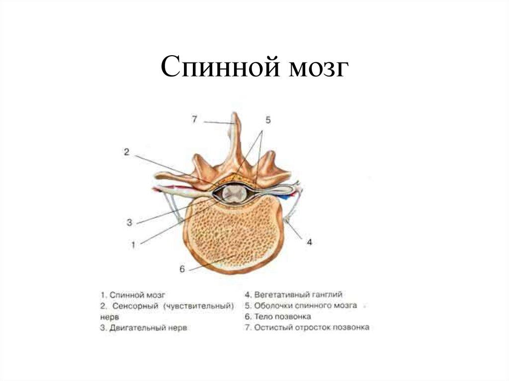 Оболочки спинного мозга схема