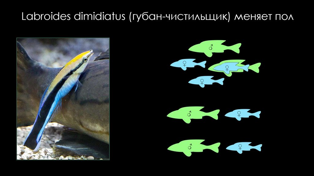 Рыба меняет пол на противоположный. Labroides dimidiatus / губан чистильщик. Губан меняет пол. Три эволюции губана. Какая рыба может менять свой пол на противоположный.