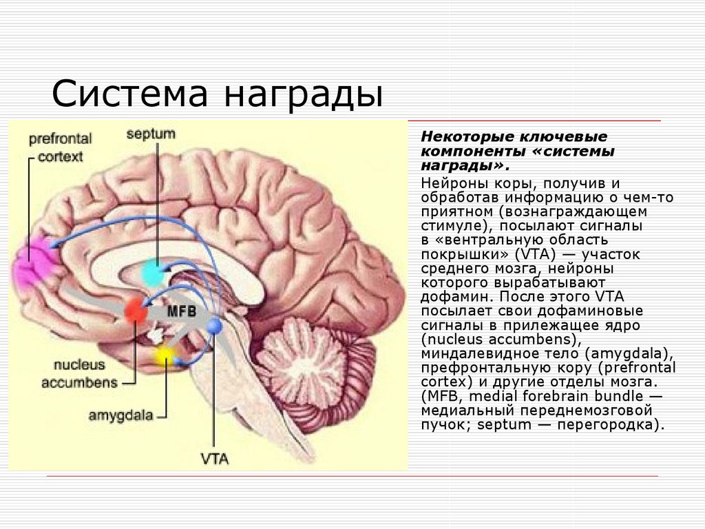 Зона удовольствия. Вентральная покрышка и прилежащее ядро. Вентральная область покрышки головного мозга. Зоны ствола головного мозга покрышка. Прилежащее ядро головного мозга.