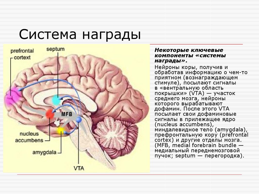 Область ядра мозга