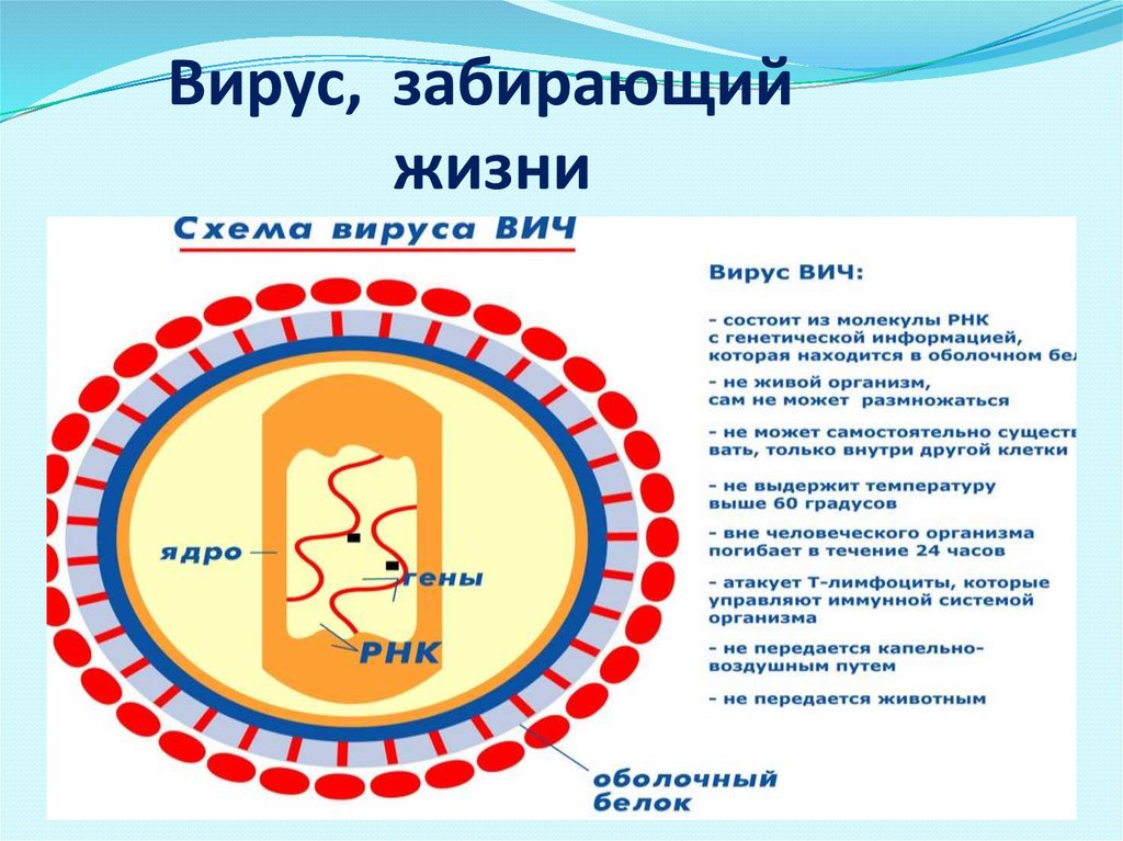 Вич название вируса. Вирус ВИЧ строение микробиология. Схема вируса ВИЧ. Строение вируса ВИЧ инфекции. Строение вируса ВИЧ.