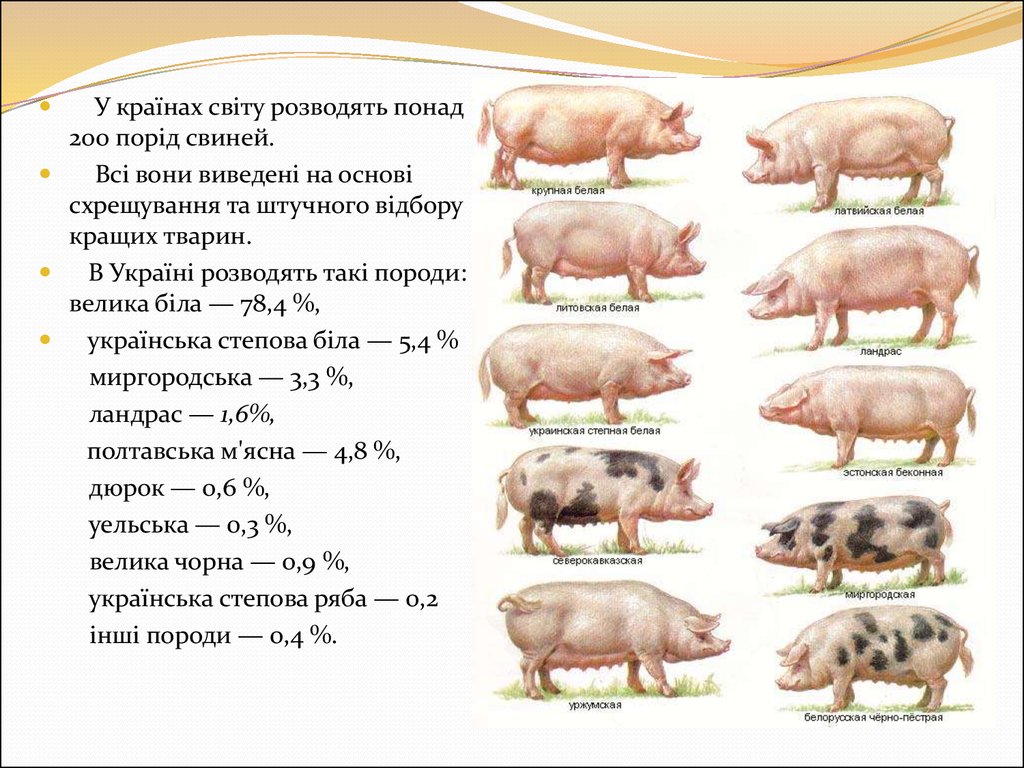 Список свиньи. Ландрас порода свиней поросята. Порода свиней ландрас дюрок. Таблица веса поросят порода ландраса. Ландрас порода свиней вес поросёнка.