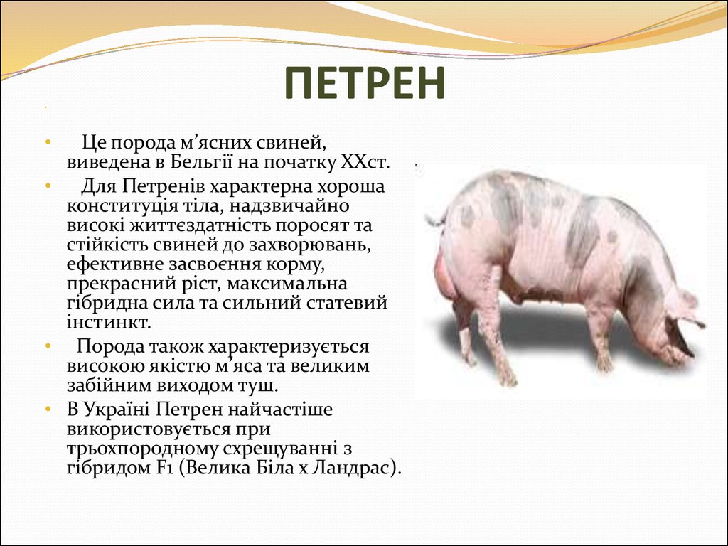 Свиньи пьетрен характеристика