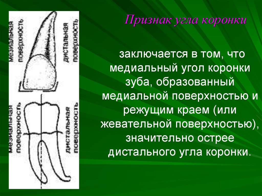 Признаки углов. Признак угла коронки. Признак угла коронки зуба. Медиальная и дистальная поверхность зуба. Медиальная поверхность зуба.