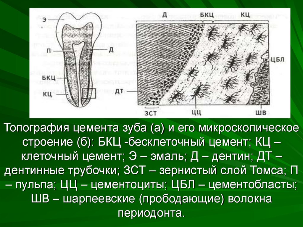 В чем особенность строения дентина какую. Строение цемента и пульпы зуба. Строение зуба эмаль дентин цемент. Бесклеточный цемент зуба гистология. Дентин пульпа гистология.