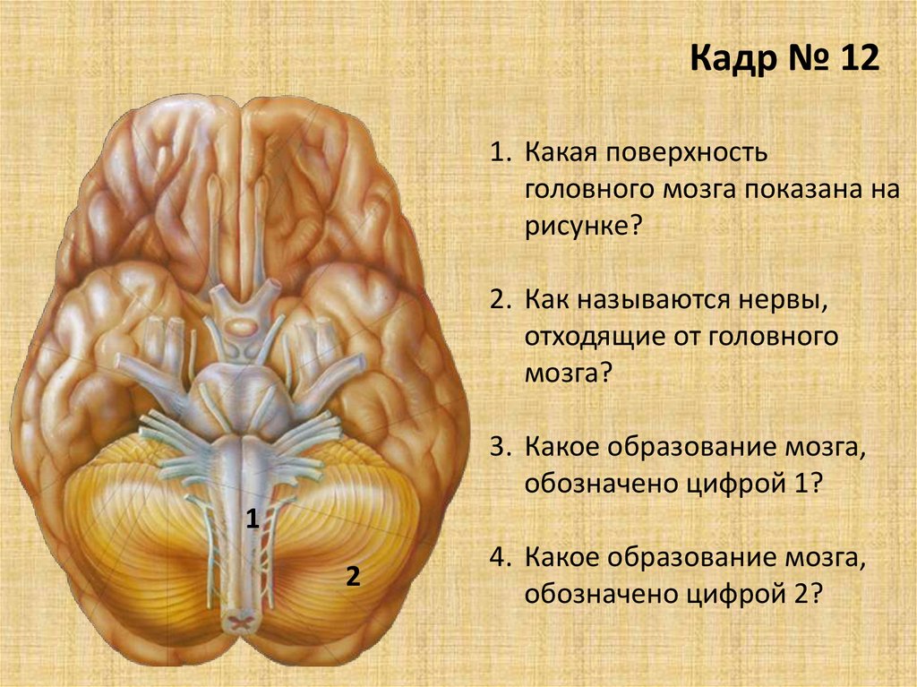 Головной мозг и нервы образуют. Головной мозг. Поверхности головного мозга. Основание головного мозга. Анатомические образования головного мозга.