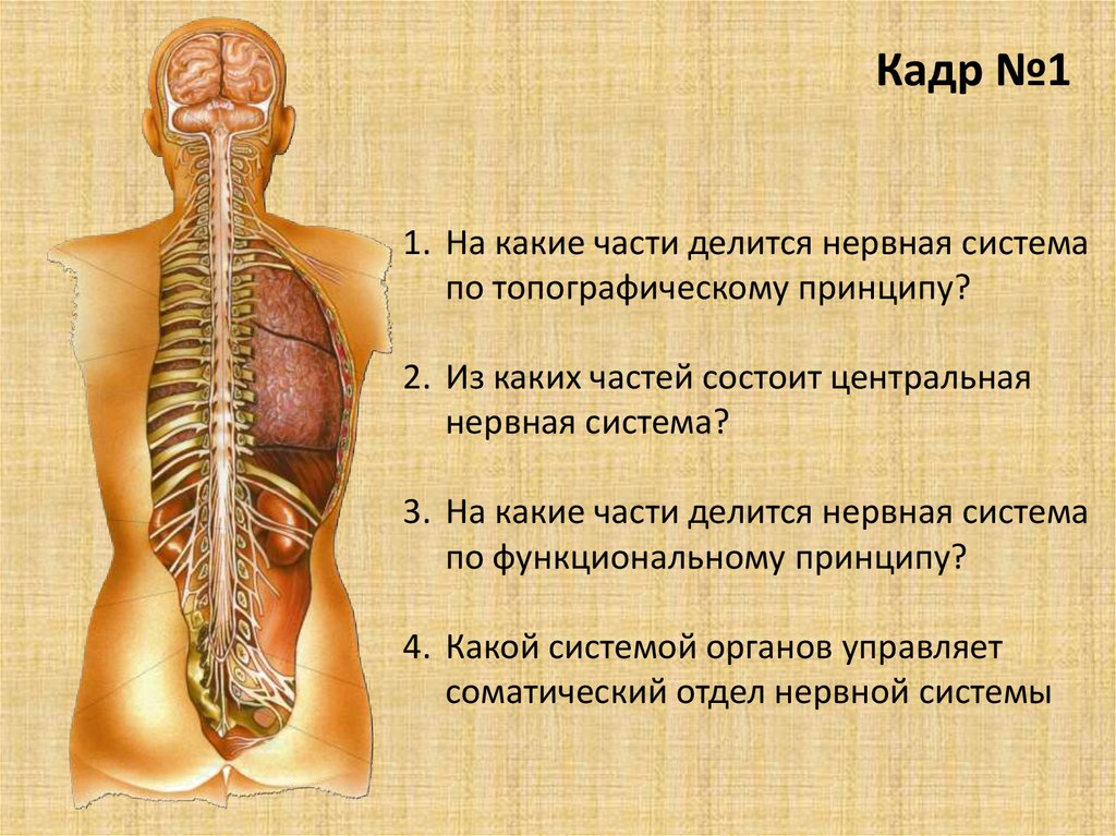 Информация нервная система