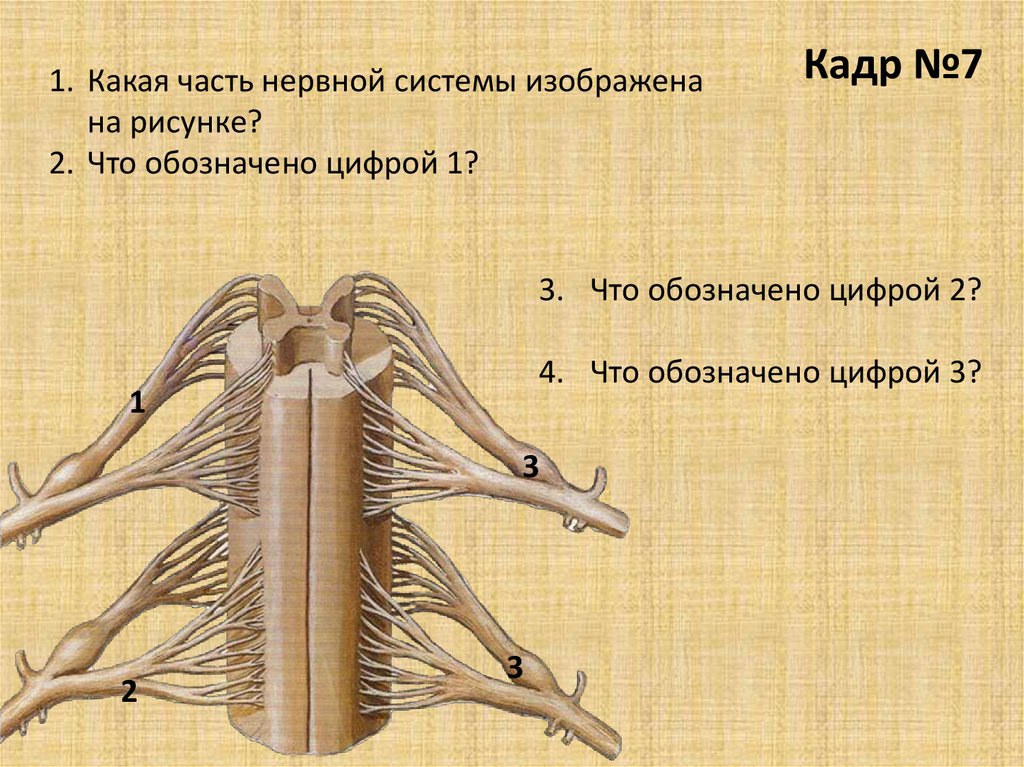 Какая система изображена на рисунке