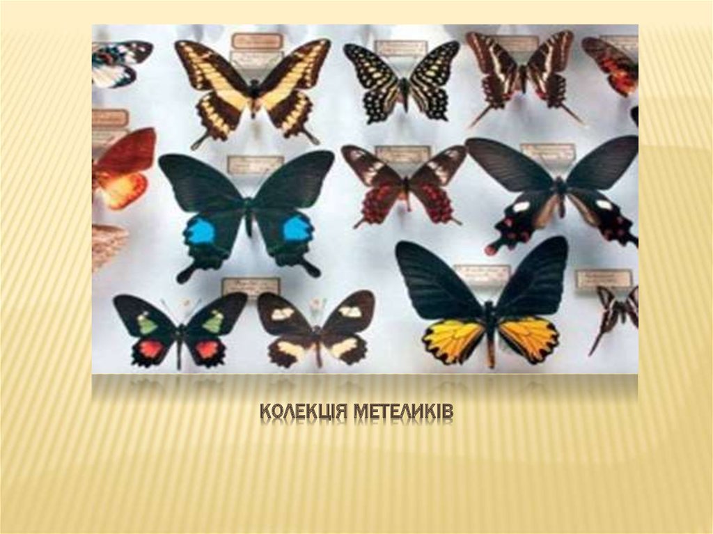 Колекція метеликів