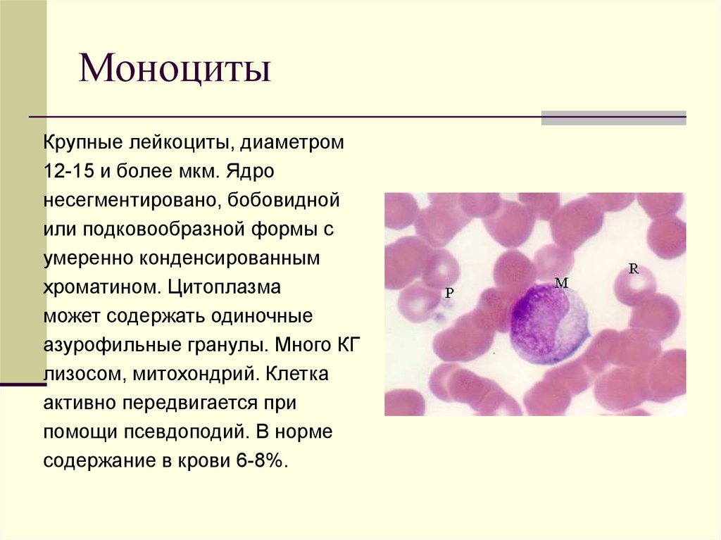 Крупные ядра. Азурофильные гранулы моноцитов. Лейкоциты цитоплазма. Моноциты.