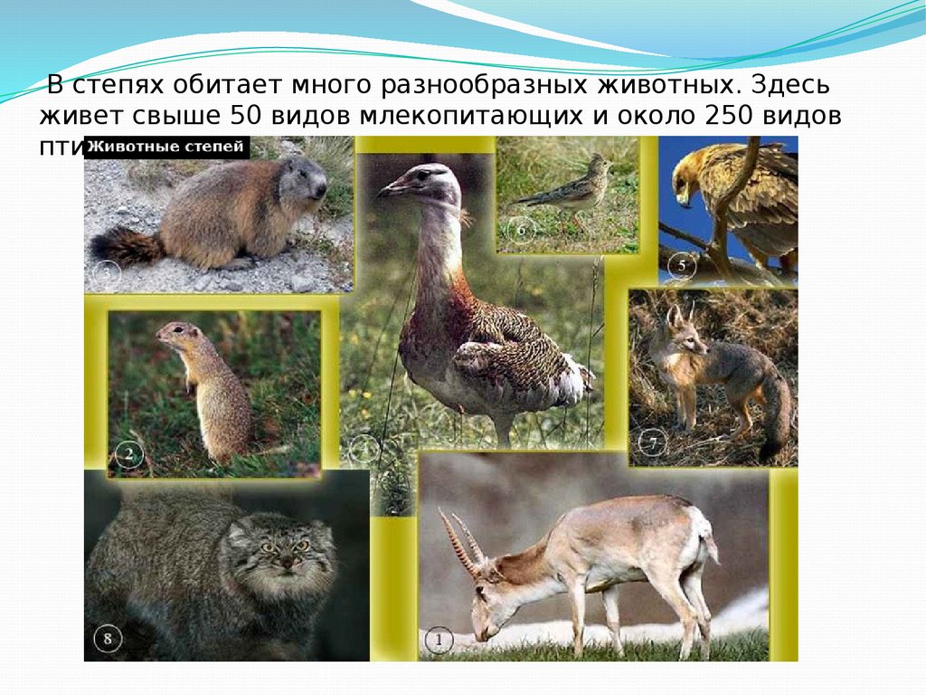 Какие виды обитают. Животные степи. Животные зоны степей. Животные степи России. Название животных в степи.