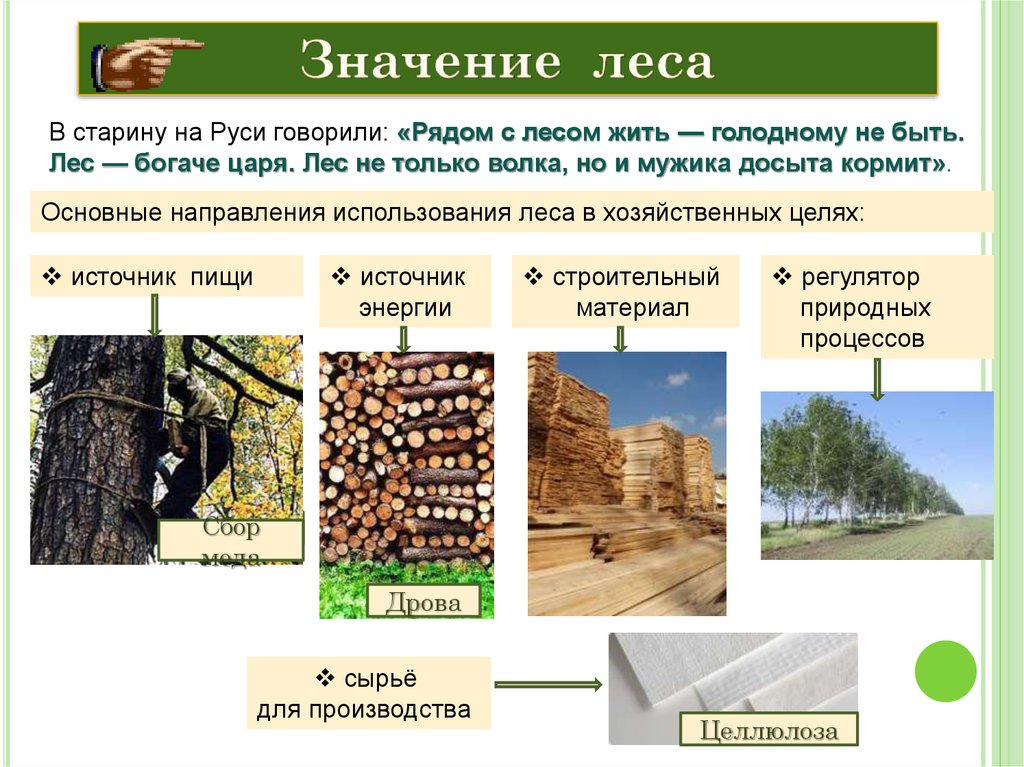 Значение леса. Значение древесины. Значимость лесного комплекса. Значение древесины на Руси.