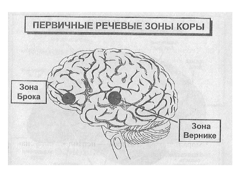 5 зон мозга. Зоны головного мозга Брока и Вернике. Речевые центры. Зона Брока. Зона Вернике. Речевые зоны Брока и Вернике располагаются. Речевые зоны коры головного мозга Брока.