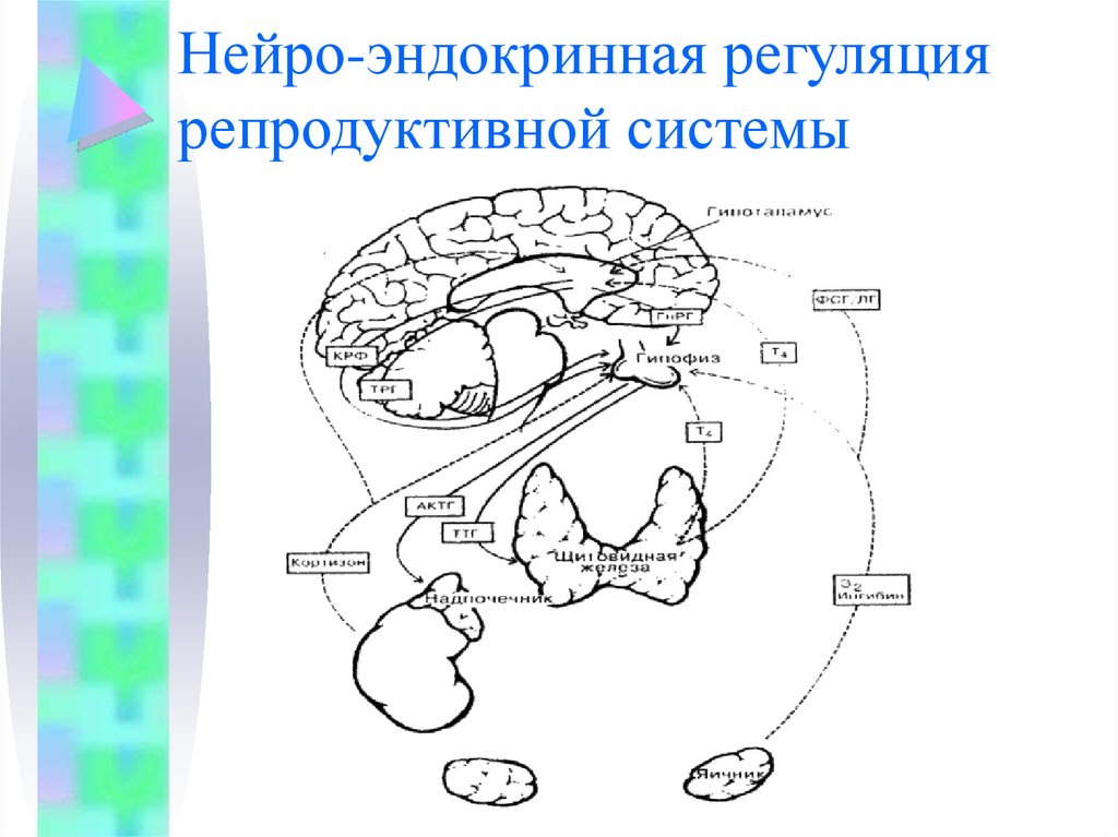 Иммунная карта нейро анализ