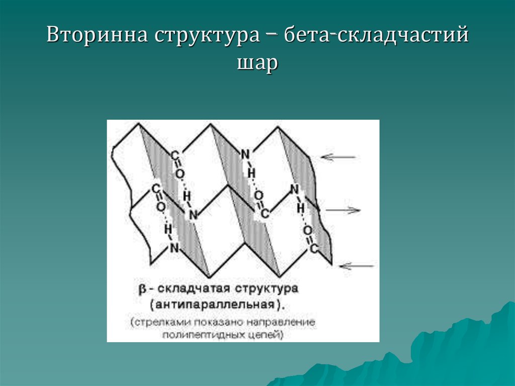 Складчатые структуры. Бета складчатая структура. Бетоскладчатая структура. Бета складчатый слой.