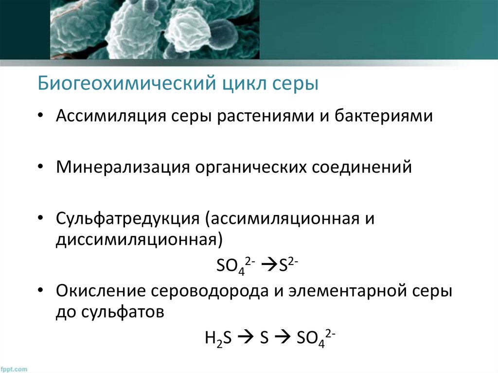 Биогеохимическая деятельность микроорганизмов презентация