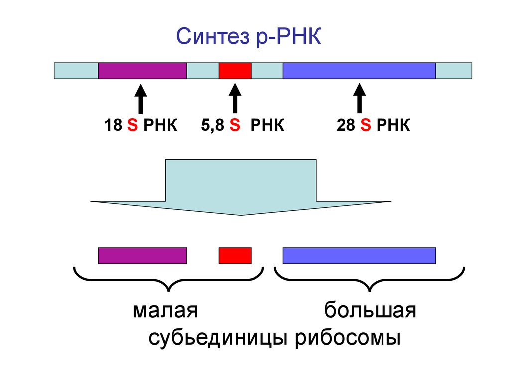 Рнк 8. Синтез рибосомальной РНК. Синтез рибосомальной РНК (РРНК). 18s РРНК. Процессинг Гена РНК.