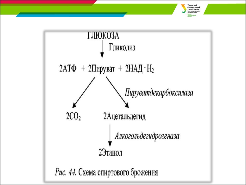 Технологическая схема спиртового брожения