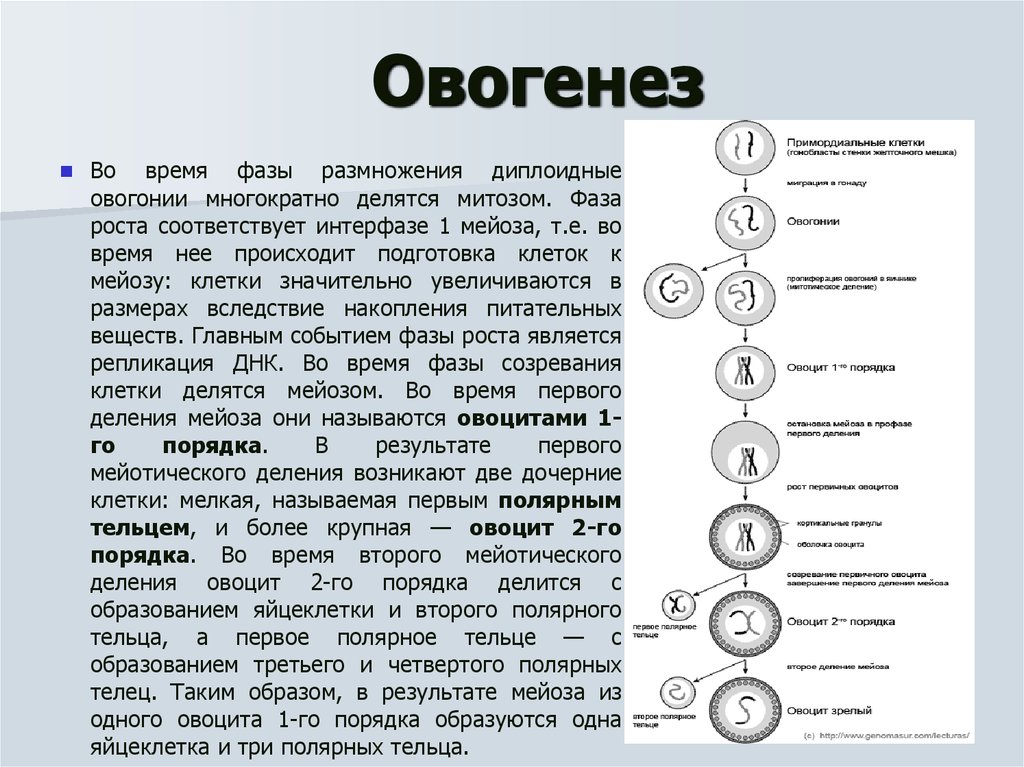 Каким номером на схеме обозначена полярная тельцы