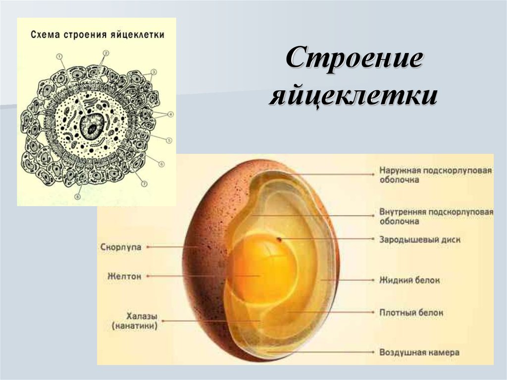 Яйцеклетка рисунок с подписями