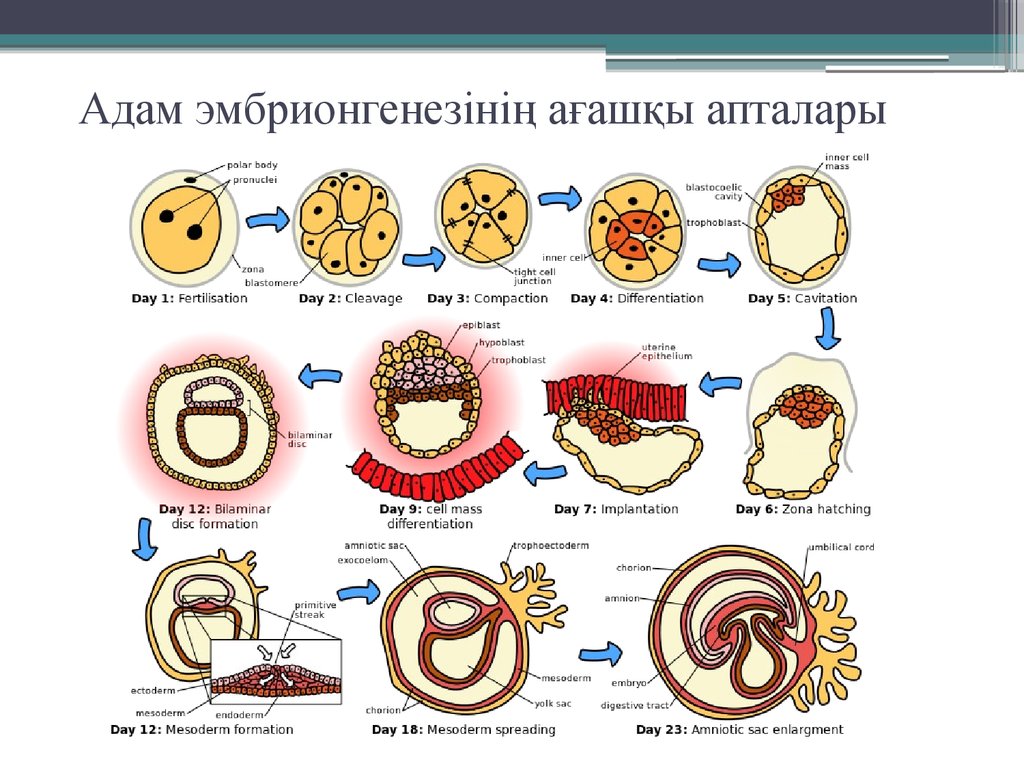 Эмбриогенез человека гистология презентация