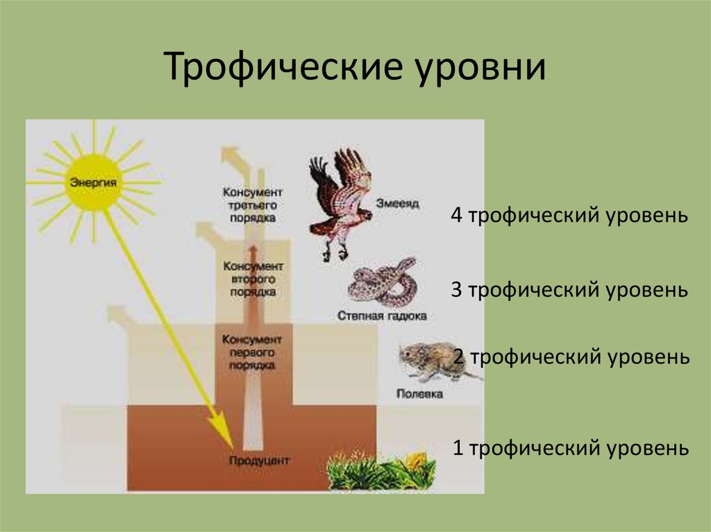 Трофические уровни экосистемы схема