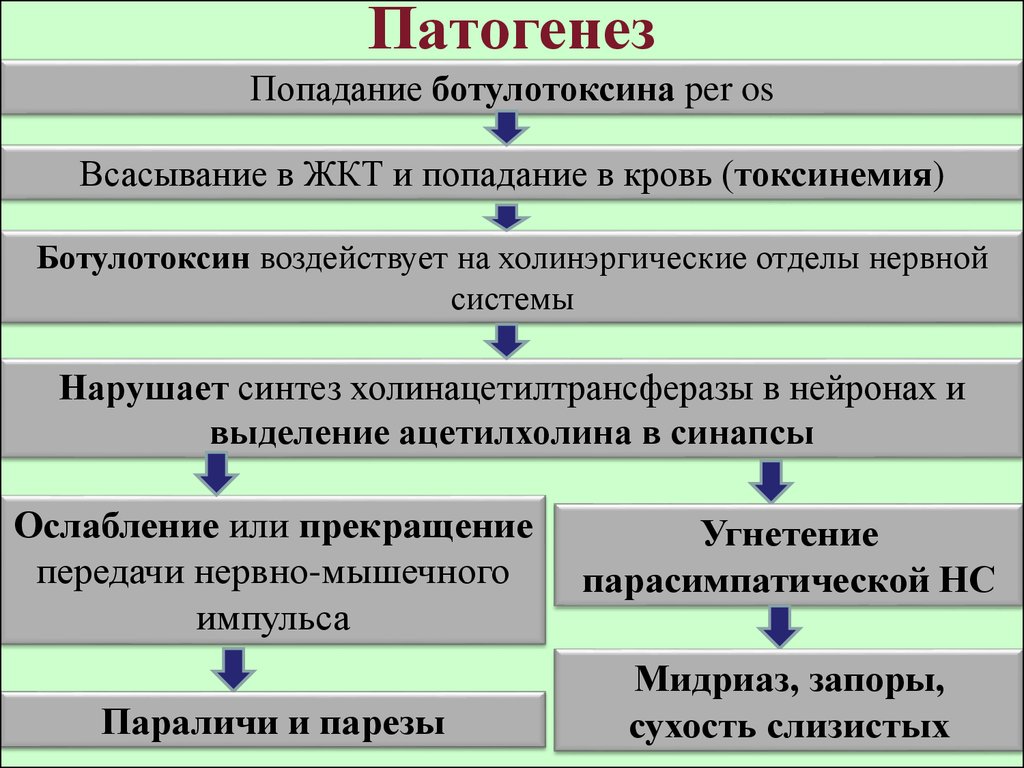 Ботулизм патогенез схема