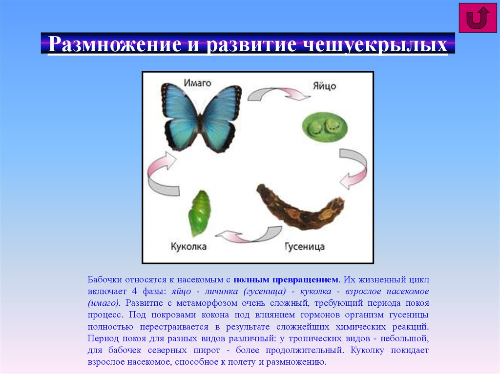 Бабочка какая признаки. Цикл развития чешуекрылых. Отряд чешуекрылые насекомые Тип развития. Чешуекрылые бабочки Тип развития. Тип развития чешуекрылых бабочек схема.