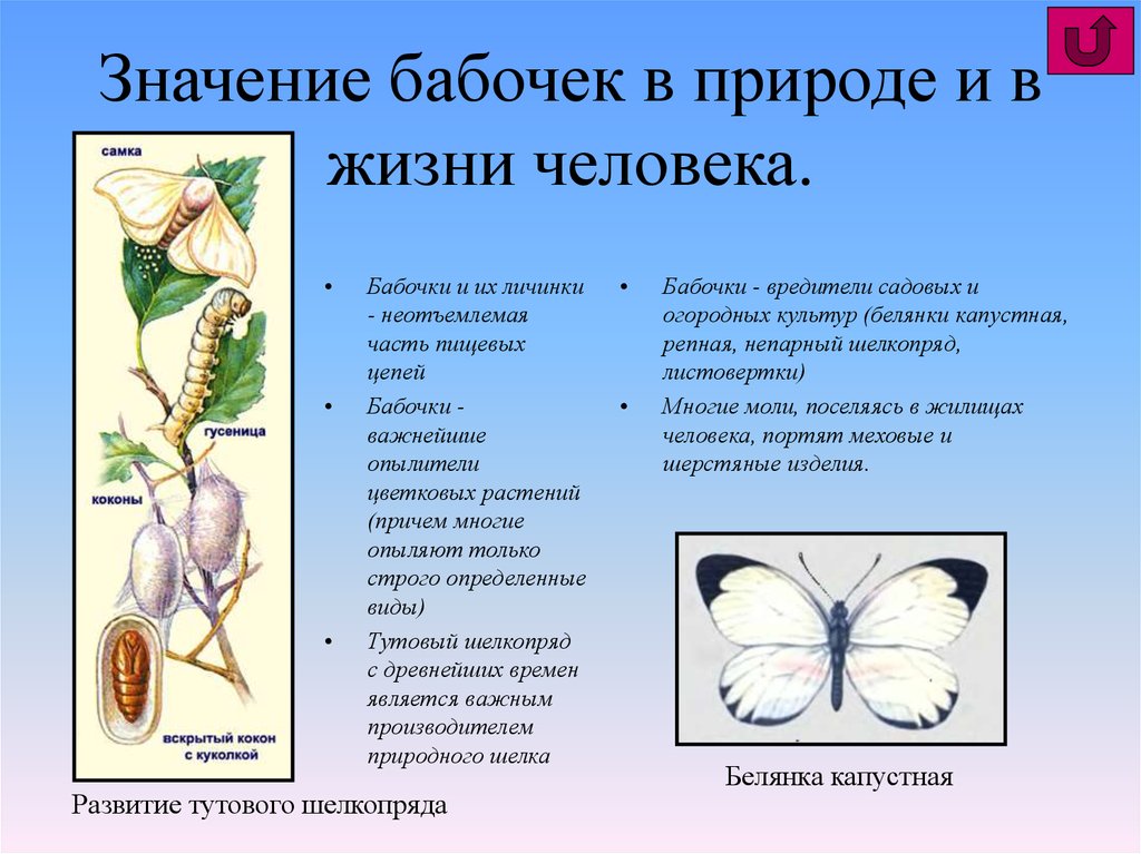 Какой вред бабочек. Значение бабочек в жизни человека. Значение бабочек в природе и жизни человека. Значение бабочек в природе. Отряд чешуекрылые или бабочки представители.