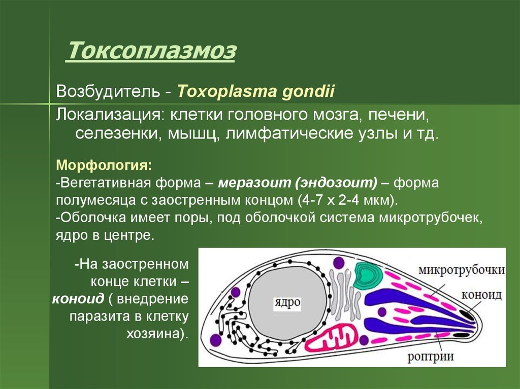 Клетка паразита. Токсоплазма гондии строение. Токсоплазмоз возбудитель. Токсоплазма Toxoplasma gondii локализация. Морфология токсоплазмы.