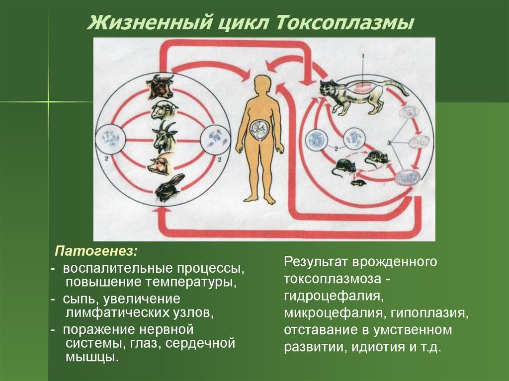 Жизненный цикл токсоплазмоза схема