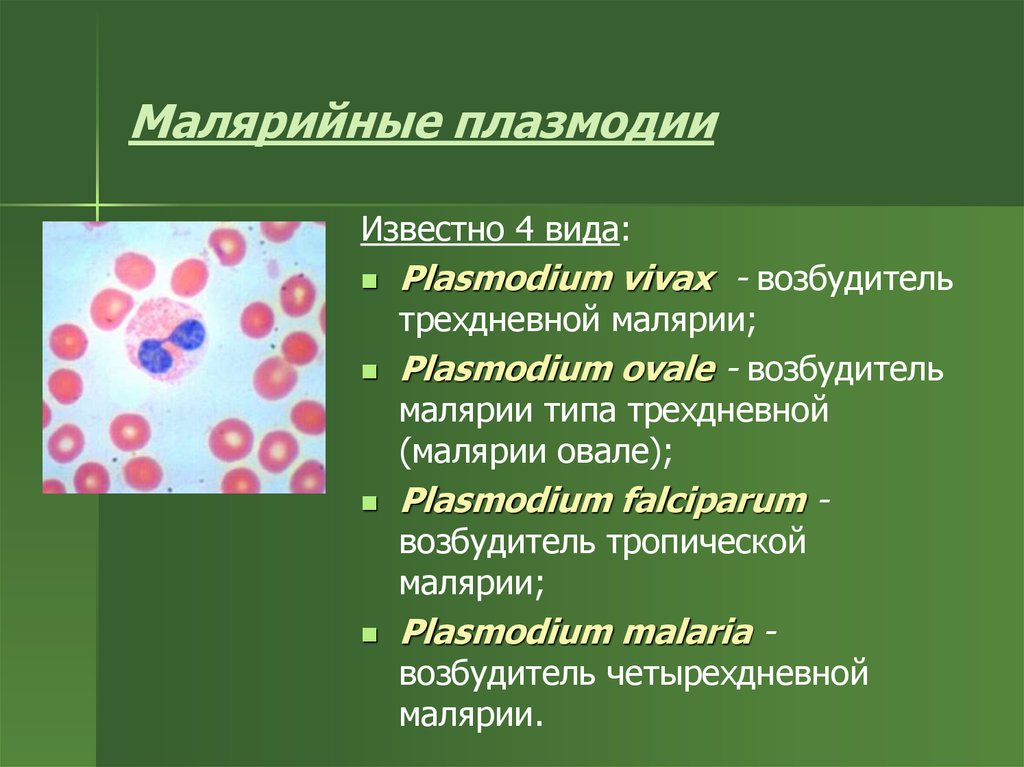 Изменение свойств эритроцитов при тропической малярии. Плазмодии малярии таблица. Малярия морфология возбудителя. Plasmodium ovale вызывает заболевание. Малярийный плазмодий вилы.