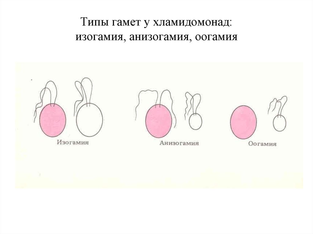 Изогамия. Типы полового размножения изогамия. Изогамия анизогамия оогамия. Оогамия Тип размножения. Хологамия, изогамия, гетерогамия.