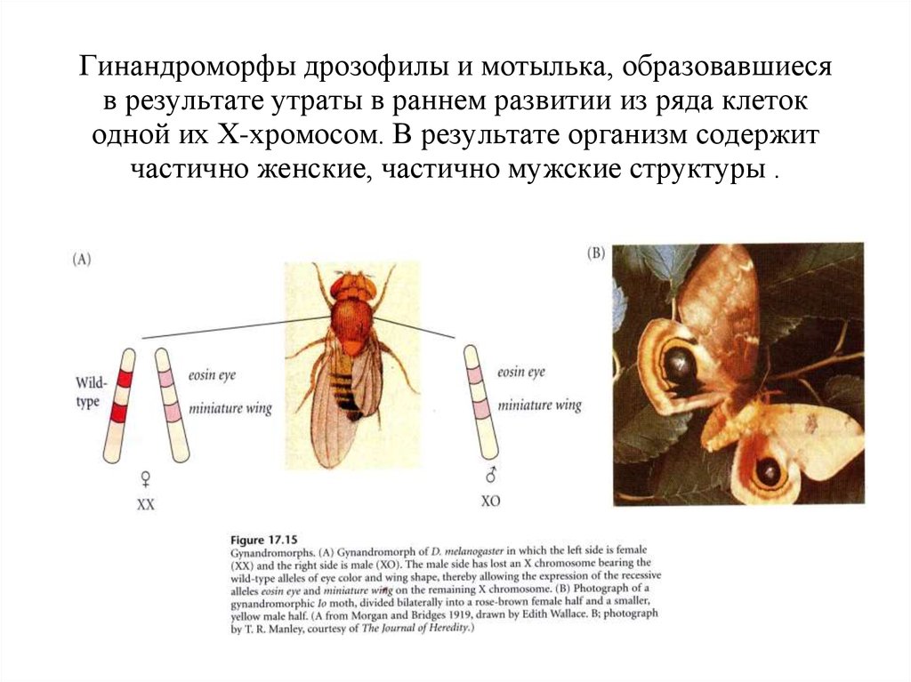 Мутации дрозофилы изогнутые щетинки рисунок