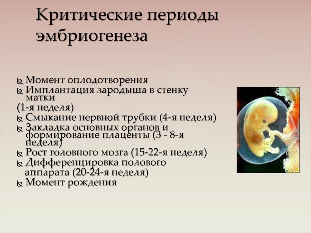 Первая неделя беременности что происходит. Критические периоды эмбриогенеза. Критические период ЭМБРИОГЕНА. Критические периоды в эмбриогенезе человека. Периоды внутриутробного развития плода.