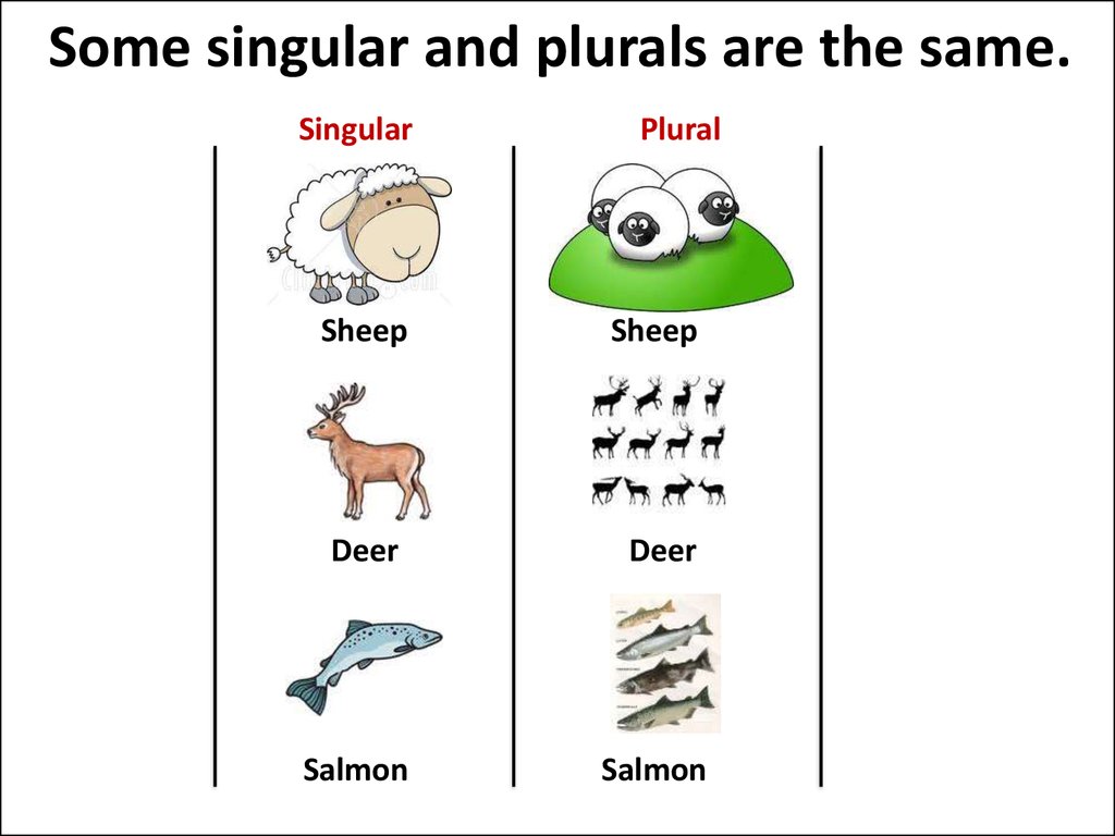 Singular And Plural Nouns 