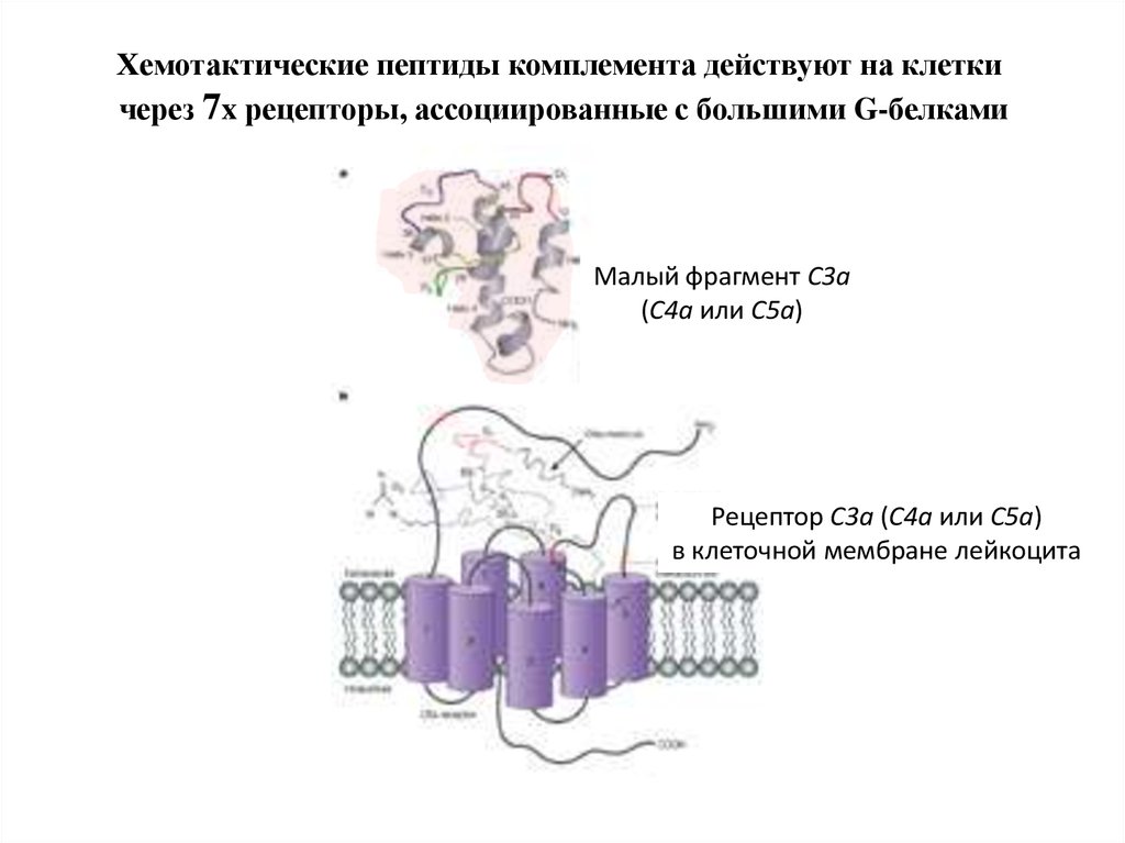 C рецепторы. G белок ассоциированные рецепторы. Пептиды в клетке. Пептид и Рецептор. Рецепторы комплемента.
