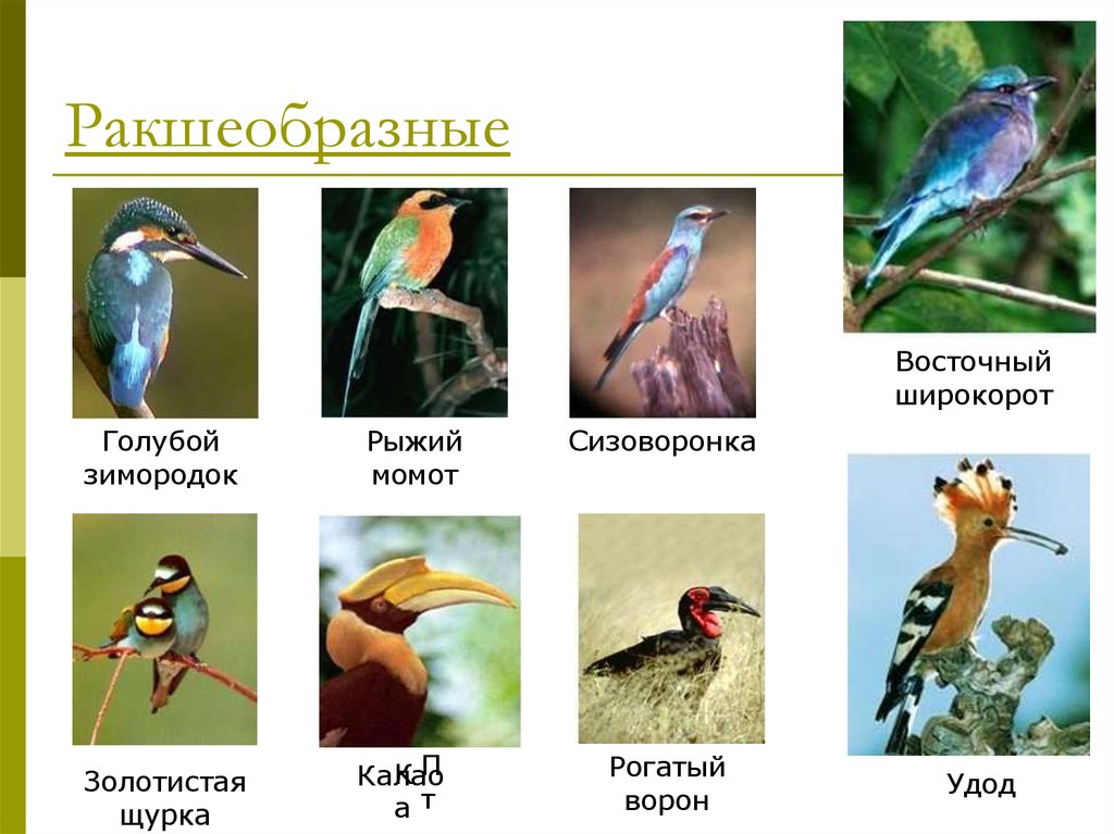 Какие птицы относятся. Отряд Ракшеобразные представители. Птицы отряд Ракшеобразные представители. Ракшеобразные презентация. Удод отряд птиц.