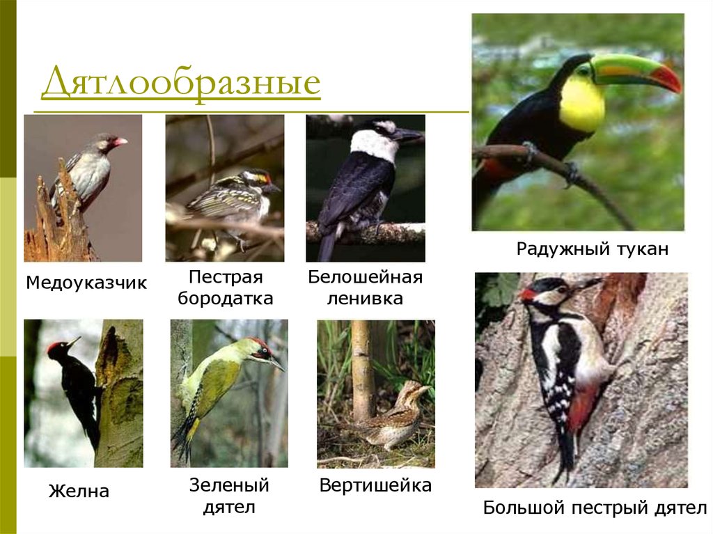 Представители птиц. Отряд Дятлообразные представители. Дятлообразные птицы представители. Признаки отряда Дятлообразные. Дятлообразные птицы характеристика.