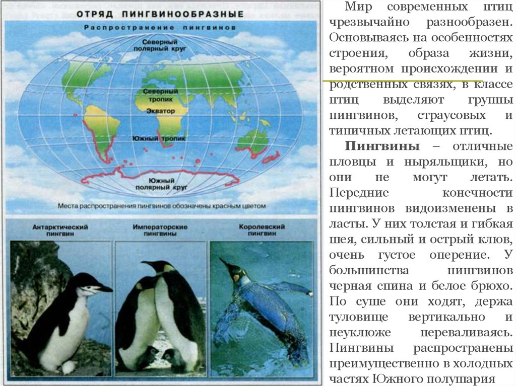 Где живут пингвины материк. Ареал обитания пингвинов. Ареал обитания пингвинов на карте. Ареал распространения пингвинов. Среда обитания пингвинов на карте.