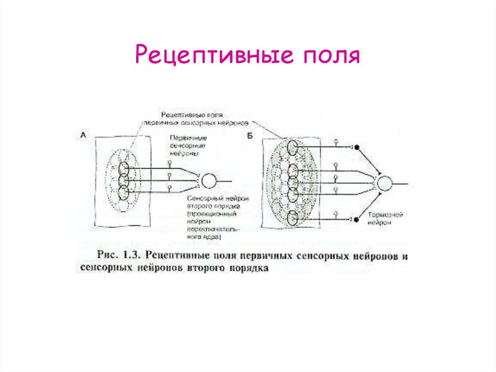 Рецептивное поле рефлекса. Рецептивные поля нейронов физиология. Рецептивное поле рефлекса схема. Схема рецептивного поля защитного рефлекса. Пример рецептивного поля рефлекса.