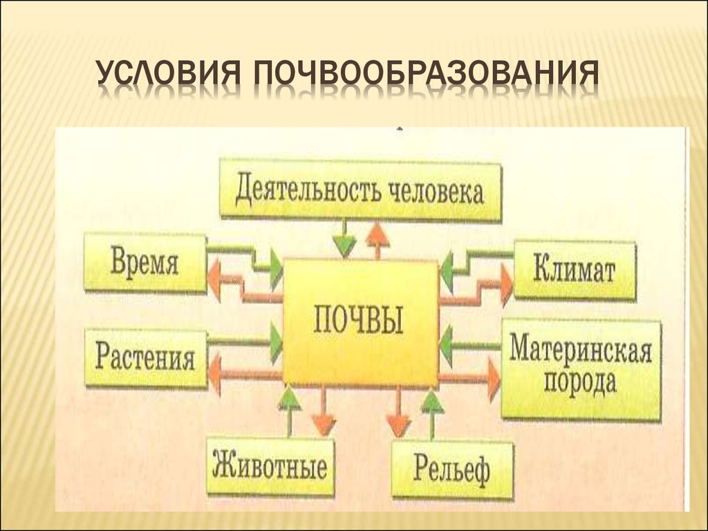 Общая схема почвообразования