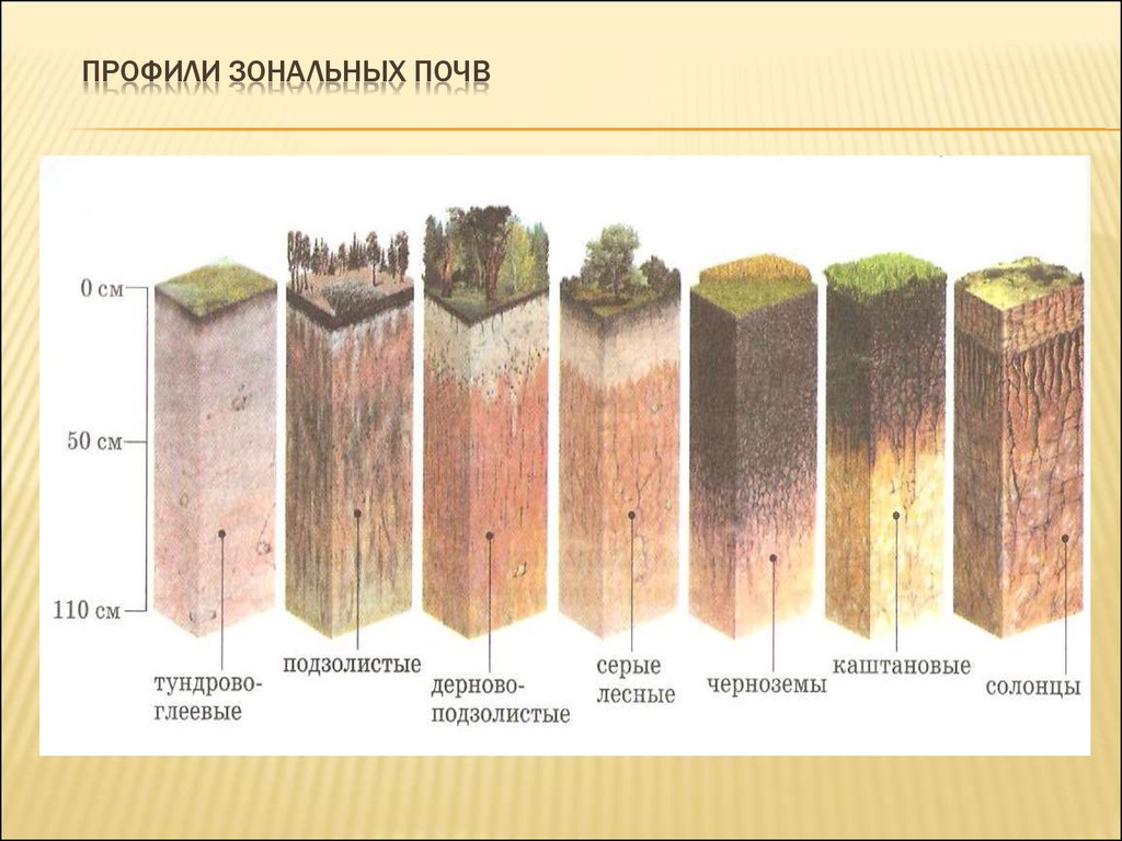 Сколько почв. Дерново-подзолистые почвы горизонты. Мощность гумусового горизонта дерново-подзолистых почв. Дерново-подзолистая чернозёмы Тундровая глеевая. Дерново-подзолистые почвы профиль.