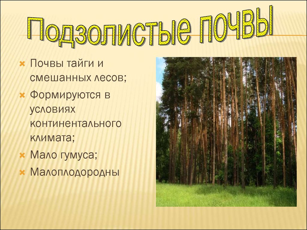 Почвы зоны смешанных лесов в россии. Почвы тайги. Смешанные леса почва. Гумус в смешанных лесах. Почва в смешанных лесах.