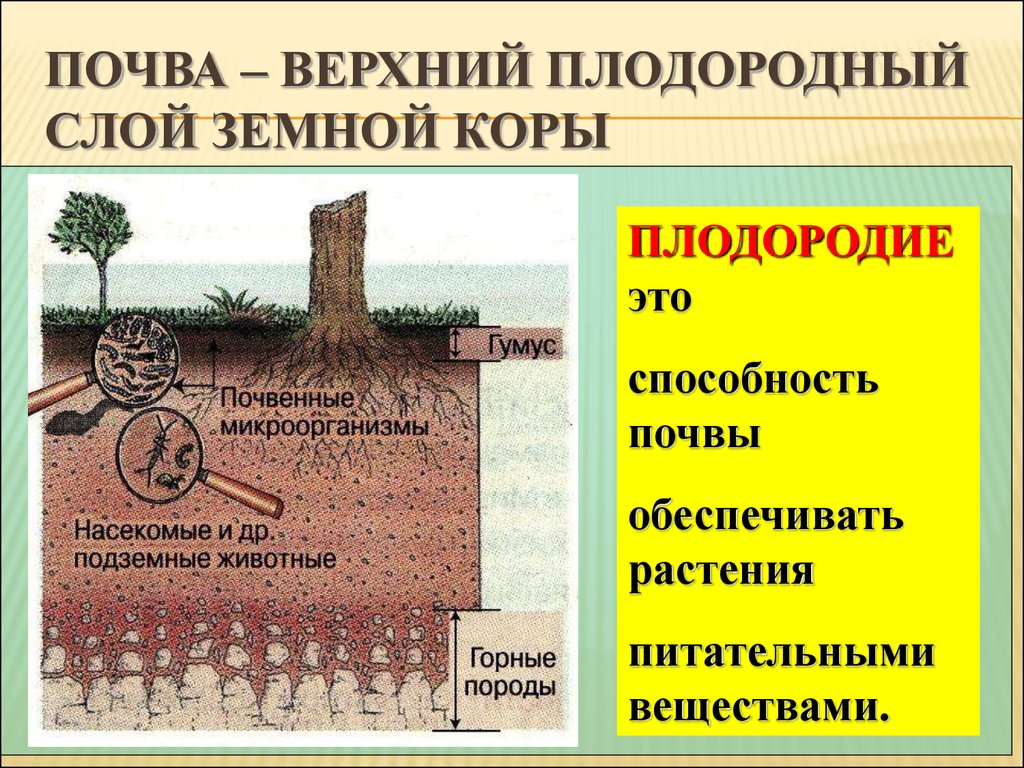 Тема почва. Верхний плодородный слой почвы. Плодородие почвы. Почва – это верхний плодородный слой земной коры.. Верхний плодородный слой земной коры это.