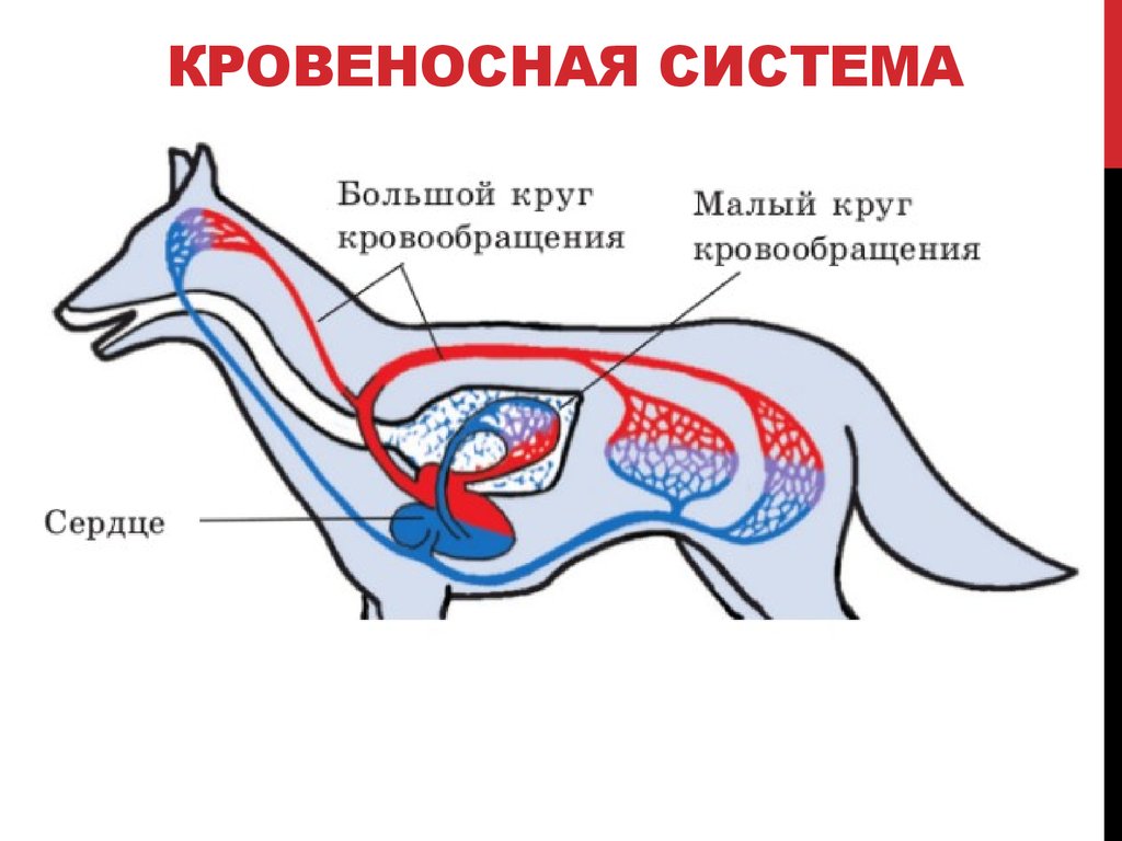 Внутреннее строение органов животных. Строение кровеносной системы собаки. Внутреннее строение млекопитающего кровеносная система собаки. Кровеносная система собаки схема. Сердечно сосудистая система собаки схема.