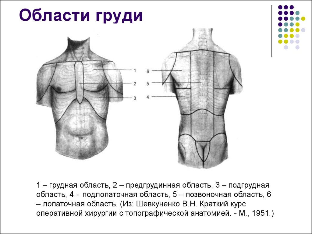 Площадь поверхности грудной клетки у человека. Линии грудной клетки схема сзади. Топографические линии груди спереди и сзади. Области грудной клетки топография. Деление на области грудной клетки топографическая анатомия.