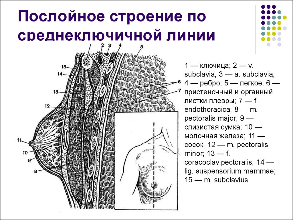 Слои грудной клетки на сагиттальном распиле схема