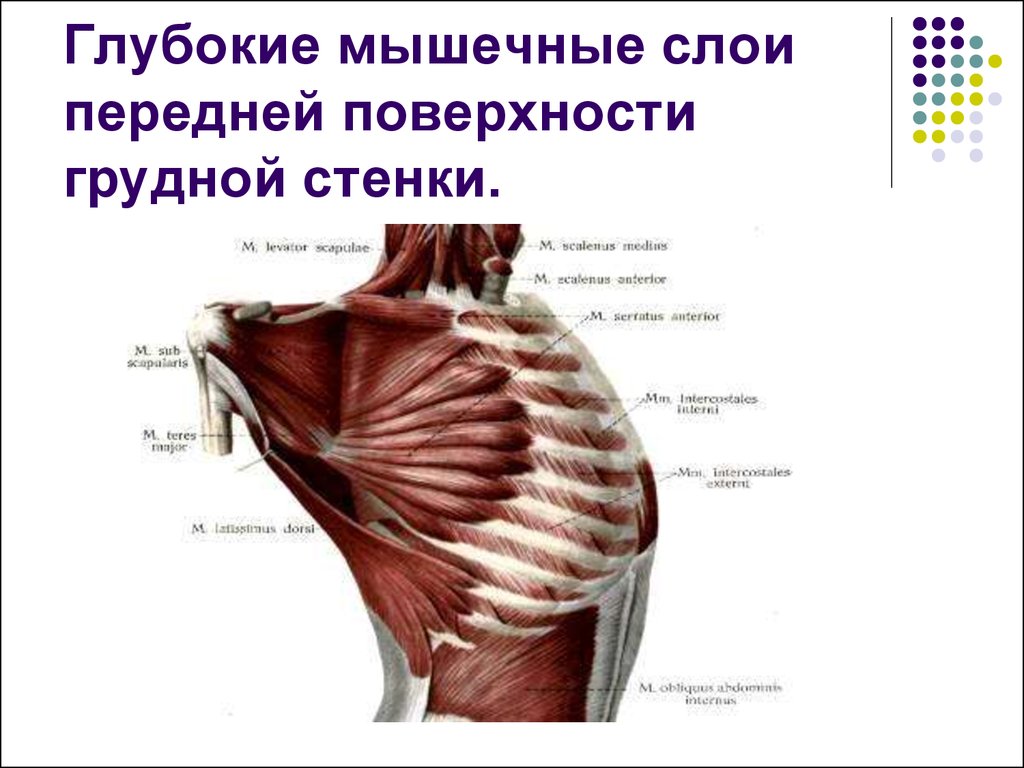 Мышцы груди схема